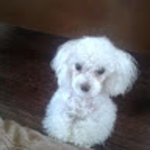 Meet your Posher, Nora - Picture 1 of 1